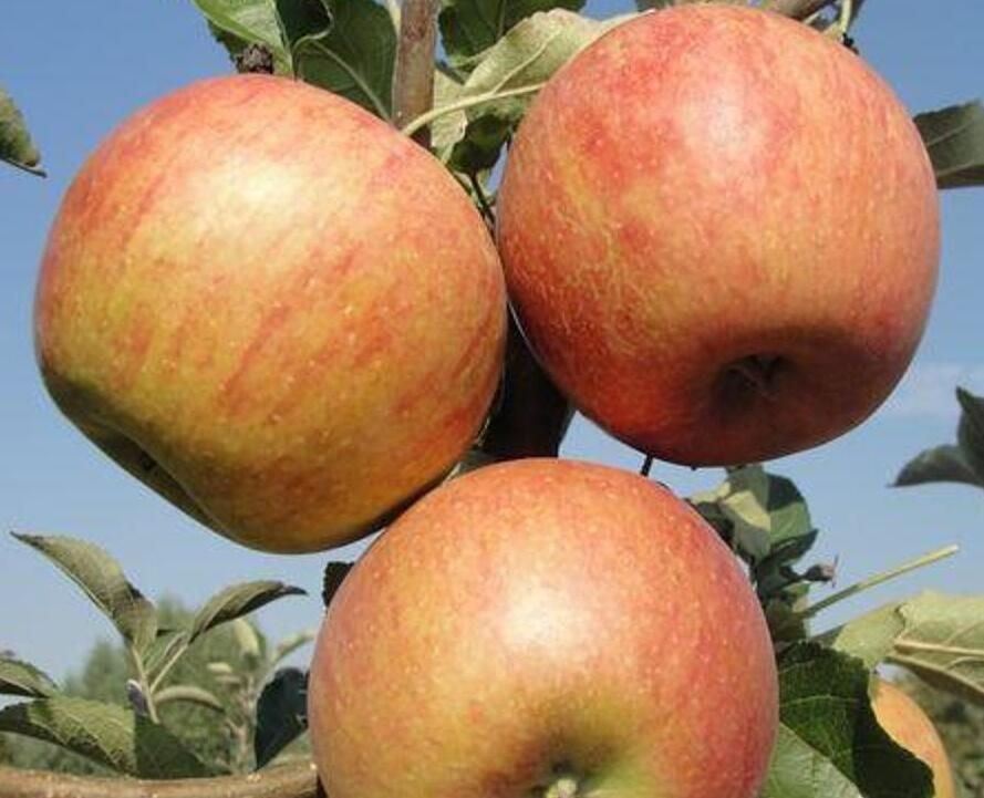 Jabloň zimní 'Coxova Reneta' - Malus domestica 'Coxova Reneta'