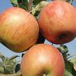 Jabloň zimní 'Coxova Reneta' - Malus domestica 'Coxova Reneta'