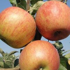 Jabloň zimní 'Coxova Reneta' - Malus domestica 'Coxova Reneta'