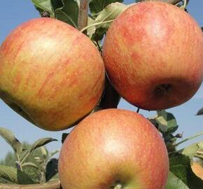 Jabloň zimní 'Coxova Reneta' - Malus domestica 'Coxova Reneta'