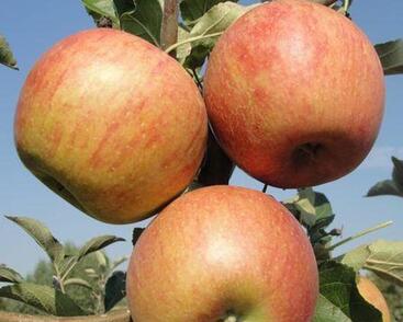 Jabloň zimní 'Coxova Reneta'