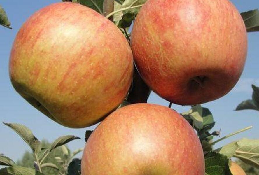 Jabloň zimní 'Coxova Reneta' - Malus domestica 'Coxova Reneta'
