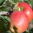Jabloň zimní 'Braeburn Red' - Malus domestica 'Braeburn Red'
