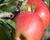 Jabloň zimní 'Braeburn Red'