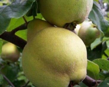 Kdouloň obecná 'Champion'