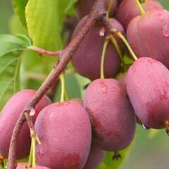 Aktinidie význačná, kiwi - samičí 'Scarlet September' - Actinidia arguta 'Scarlet September'