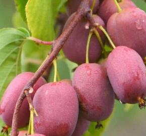 Aktinidie význačná, kiwi - samičí 'Scarlet September' - Actinidia arguta 'Scarlet September'