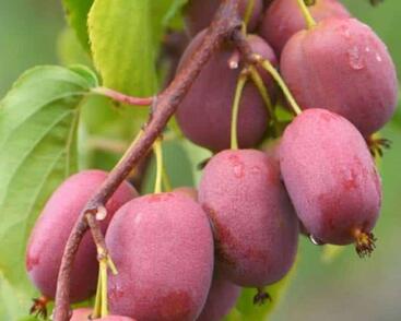 Aktinidie význačná, kiwi - samičí 'Scarlet September'