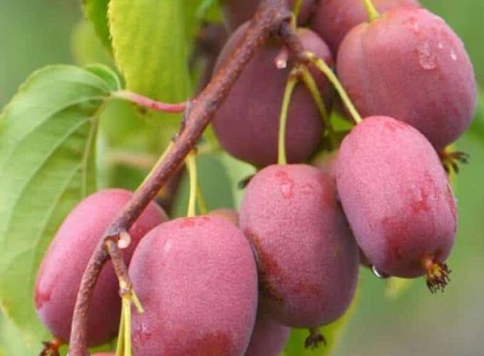 Aktinidie význačná, kiwi - samičí 'Scarlet September' - Actinidia arguta 'Scarlet September'