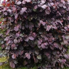 Líska obecná 'Lombardská červená' - Corylus avellana 'Lombardská červená'
