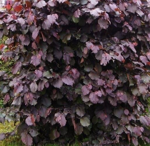 Líska obecná 'Lombardská červená' - Corylus avellana 'Lombardská červená'