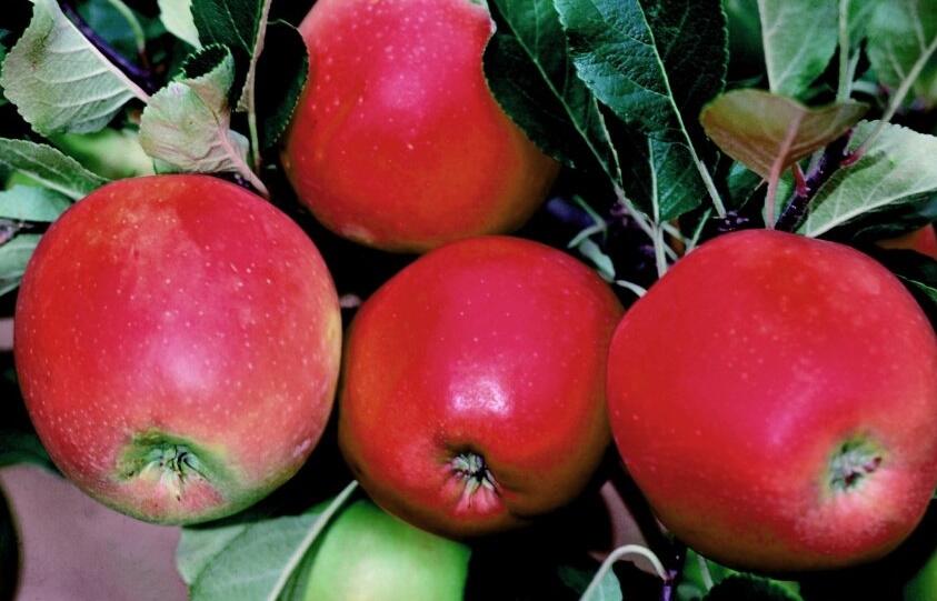 Jabloň letní 'Daria' - Malus domestica 'Daria'