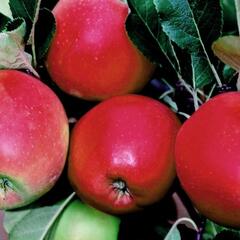 Jabloň letní 'Daria' - Malus domestica 'Daria'