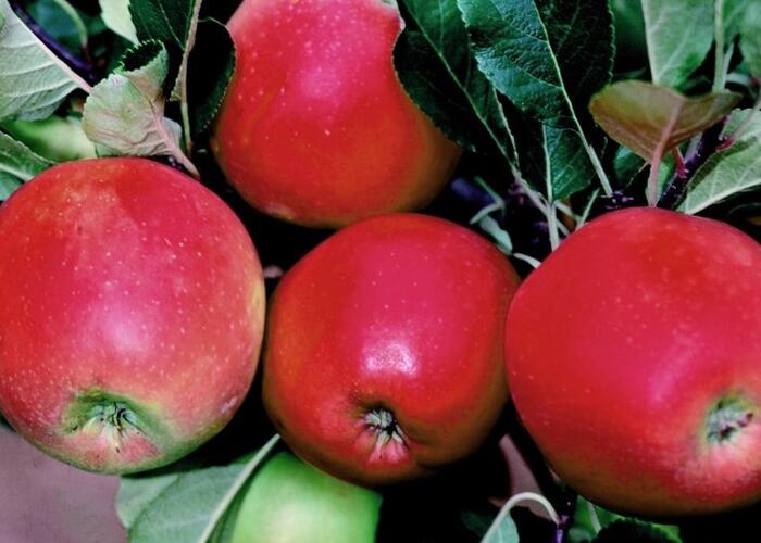 Jabloň domácí 'Daria' - Malus domestica 'Daria'