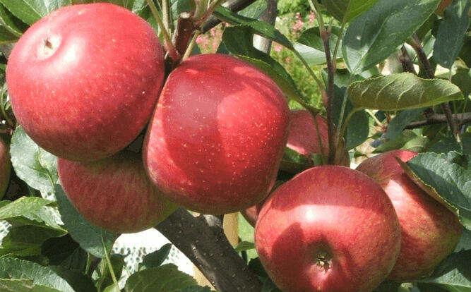 Jabloň zimní 'Kidd's Orange Red' - Malus domestica 'Kidd's Orange Red'