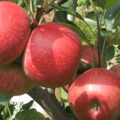 Jabloň zimní 'Kidd's Orange Red' - Malus domestica 'Kidd's Orange Red'