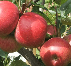 Jabloň zimní 'Kidd's Orange Red'