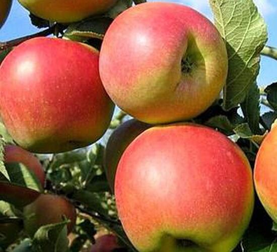 Jabloň podzimní 'Malinové Holovouské' - Malus domestica 'Malinové Holovouské'