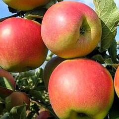 Jabloň podzimní 'Malinové Holovouské' - Malus domestica 'Malinové Holovouské'