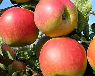 Jabloň podzimní 'Malinové Holovouské'