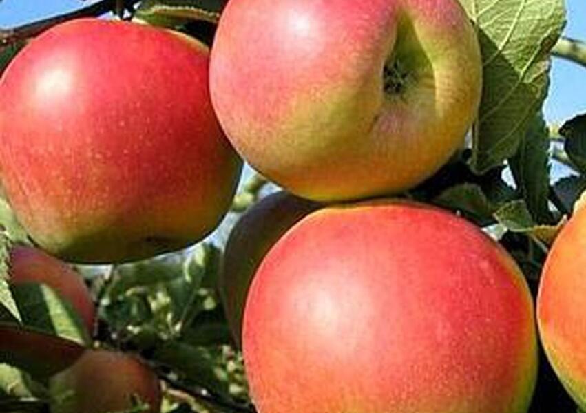 Jabloň podzimní 'Malinové Holovouské' - Malus domestica 'Malinové Holovouské'