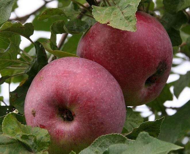 Jabloň zimní 'Holovouský malináč' - Malus domestica 'Holovouský malináč'