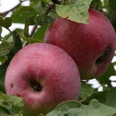 Jabloň zimní 'Holovouský malináč' - Malus domestica 'Holovouský malináč'