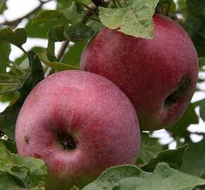 Jabloň zimní 'Holovouský malináč' - Malus domestica 'Holovouský malináč'