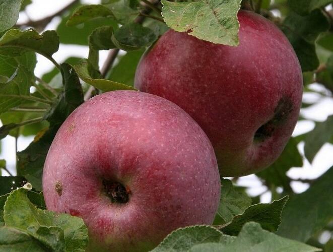 Jabloň domácí 'Holovouský malináč' - Malus domestica 'Holovouský malináč'