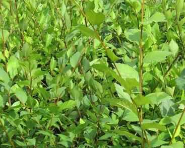 Jilm sibiřský (Turkestánský brest)