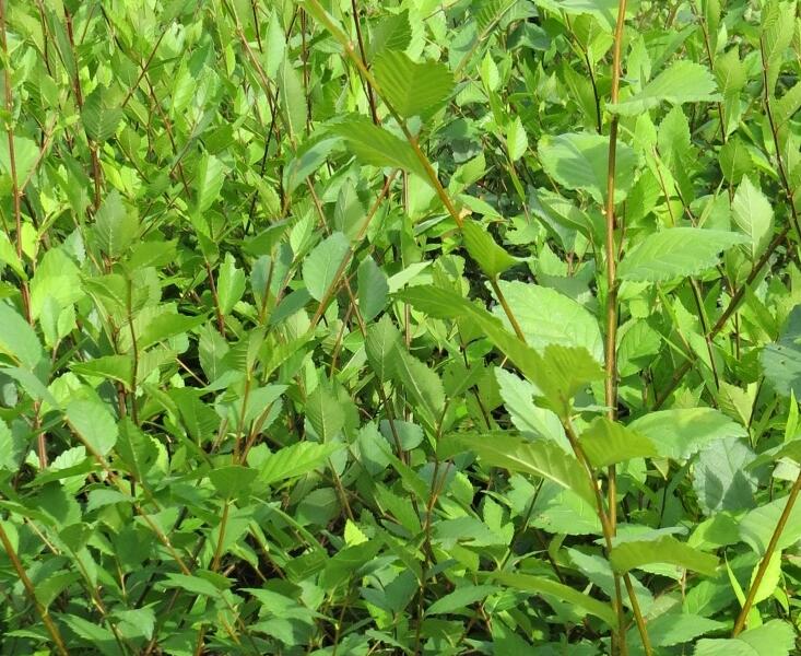 Jilm sibiřský (Turkestánský brest) - Ulmus pumila