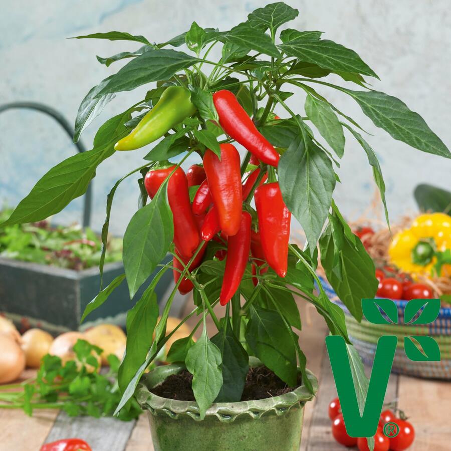 Paprika balkonová 'Sweet Pleasure Red' F1 - Capsicum annuum 'Sweet Pleasure Red' F1