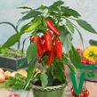 Paprika balkonová 'Sweet Pleasure Red' F1 - Capsicum annuum 'Sweet Pleasure Red' F1