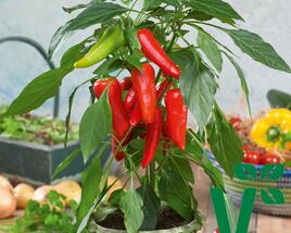 Paprika balkonová 'Sweet Pleasure Red' F1