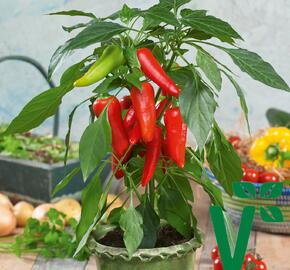 Paprika balkonová 'Sweet Pleasure Red' F1 - Capsicum annuum 'Sweet Pleasure Red' F1