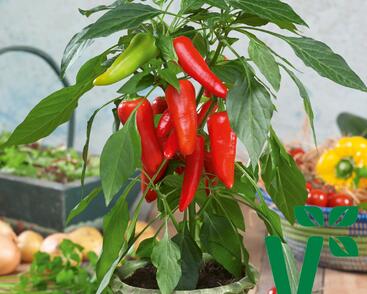Paprika balkonová 'Sweet Pleasure Red' F1