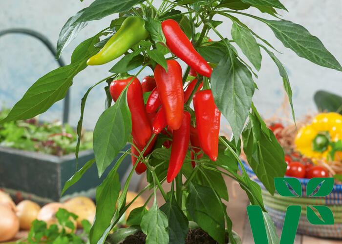Paprika balkonová 'Sweet Pleasure Red F1' - Capsicum annuum 'Sweet Pleasure Red F1'