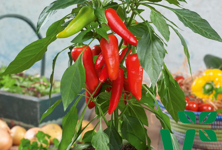 Paprika balkonová 'Sweet Pleasure Red' F1 - Capsicum annuum 'Sweet Pleasure Red' F1