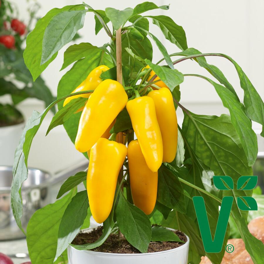 Paprika balkonová 'Sweet Pleasure Yellow' F1 - Capsicum annuum 'Sweet Pleasure Yellow' F1