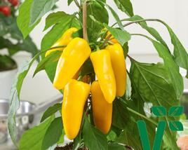 Paprika balkonová 'Sweet Pleasure Yellow' F1