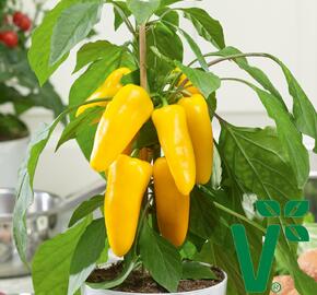 Paprika balkonová 'Sweet Pleasure Yellow' F1 - Capsicum annuum 'Sweet Pleasure Yellow' F1