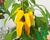 Paprika balkonová 'Sweet Pleasure Yellow' F1