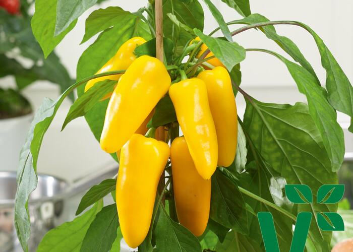 Paprika balkonová 'Sweet Pleasure Yellow F1' - Capsicum annuum 'Sweet Pleasure Yellow F1'