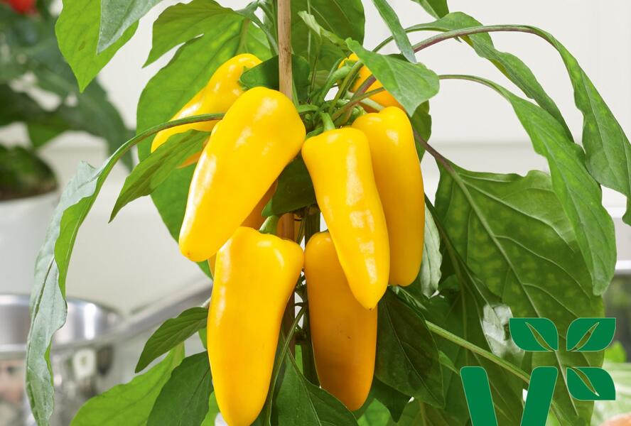 Paprika balkonová 'Sweet Pleasure Yellow' F1 - Capsicum annuum 'Sweet Pleasure Yellow' F1