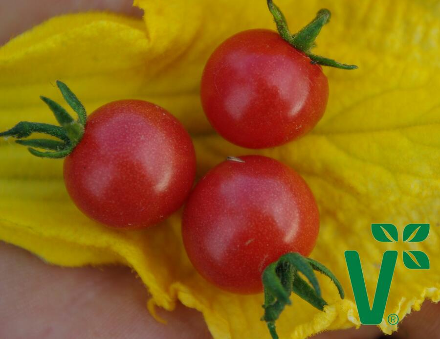 Rajče keříčkové divoké 'Rote Murmel' - Solanum pimpinellifolium 'Rote Murmel'