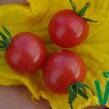 Rajče keříčkové divoké 'Rote Murmel' - Solanum pimpinellifolium 'Rote Murmel'