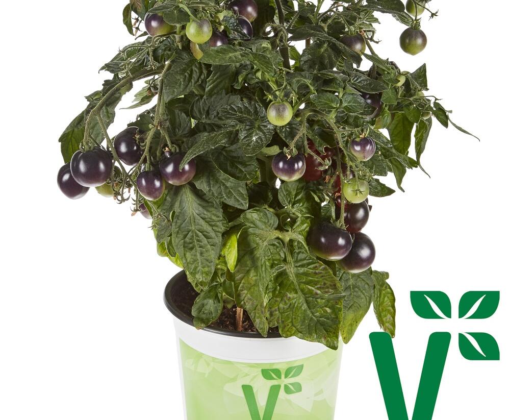 Rajče balkonové 'Purpleboy' - Lycopersicon esculentum 'Purpleboy'