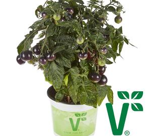 Rajče balkonové 'Purpleboy' - Lycopersicon esculentum 'Purpleboy'