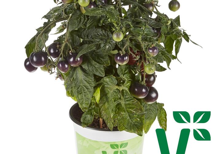 Rajče balkonové 'Purpleboy' - Lycopersicon esculentum 'Purpleboy'