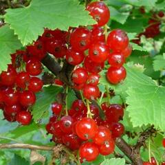 Rybíz červený 'Rosetta' - Ribes rubrum 'Rosetta'